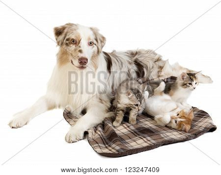 Kuril Bobtail and Australian Shepherd on white background