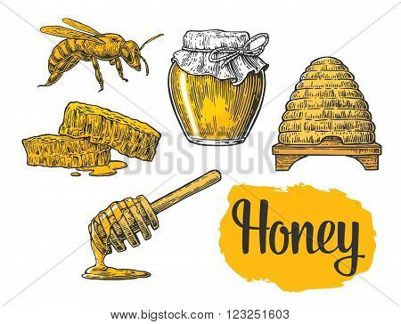 Honey set. Jars of honey bee hive clover and honeycomb. Vector vintage engraved illustration