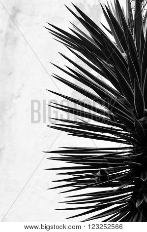 Spikey plant in Baku Botanic Gardens, in black and white. A plant with sharp, pointed leaves shown in silhouette against a white wall