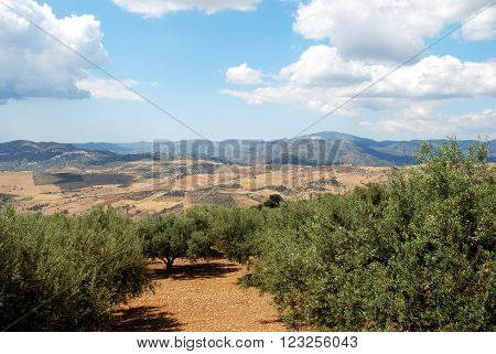 Olive groves with mountains to the rear near Periana Costa del Sol Malaga Province Andalusia Spain Western Europe.