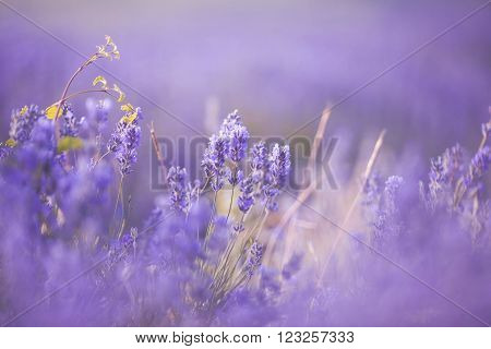 Sunset over a violet lavender field in Provence, Hokkaido