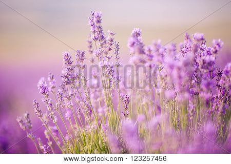 Sunset over a violet lavender field in Provence, Hokkaido