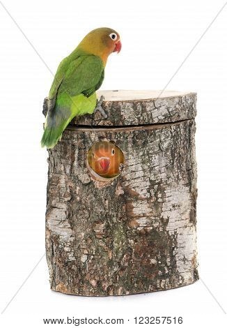 bird nest box and lovebird in front of white background