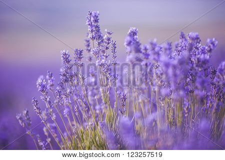Sunset over a violet lavender field in Provence, Hokkaido