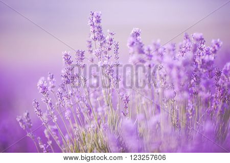 Sunset over a violet lavender field in Provence, Hokkaido
