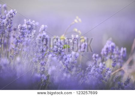 Sunset over a violet lavender field in Provence, Hokkaido
