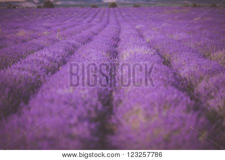 Sunset over a violet lavender field in Provence, Hokkaido
** Note: Shallow depth of field
