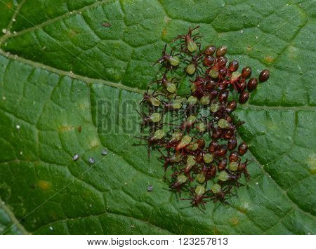 Squash bug nymph hatching from eggs.  Invasive vegetable garden pest.