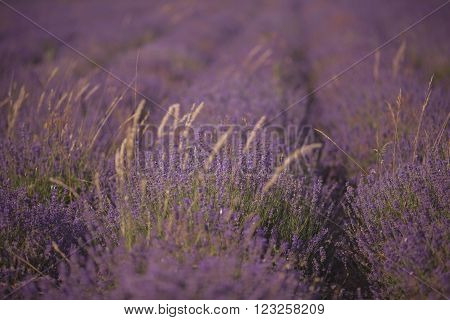 Sunset over a violet lavender field in Provence, Hokkaido