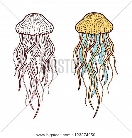 Jellyfish. Vector illustration. Isolated on white background.