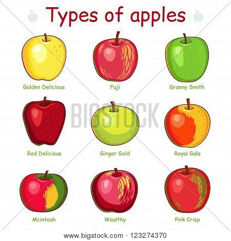 Types of apples. Vector illustration. Isolated on white background.