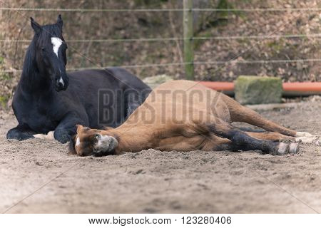 two Horses lay down to sleep outside