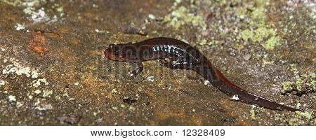 Fehérfarcsíkú szalamandra (Desmognathus conanti)