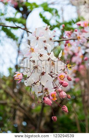 Javanese Cassia Rainbow Shower Pink and white shower Common pink cassia on soft background blur