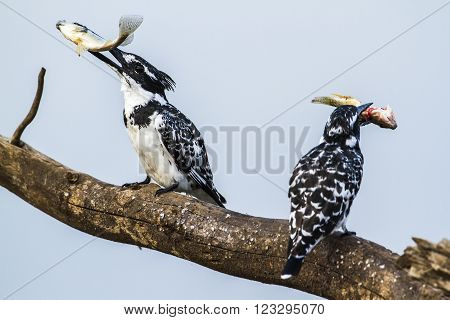 Specie Ceryle rudis family of Alcedinidae, pied kingfisher eating a fish in Kruger park