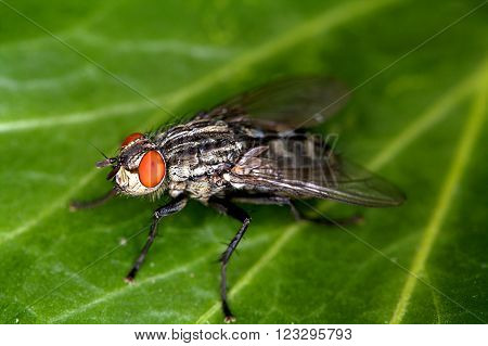 Close up of a Flesh Fly or Meat Fly