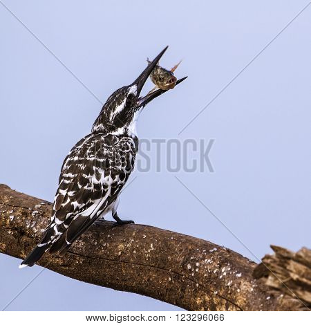 Specie Ceryle rudis family of Alcedinidae, pied kingfisher eating a fish in Kruger park