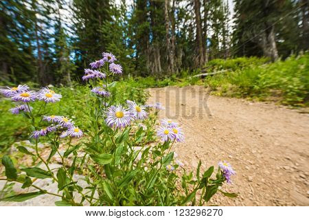 Showy Daisy/Fleabane wildflowers near a dirt road in alpine forest in Albion Basin close to Salt Lake City