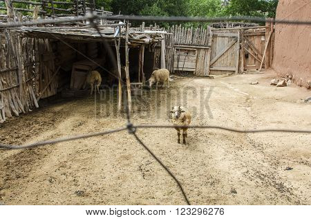 Enclosed Navajo Churro Sheep Pen with Lonely Sheep in El Rancho de las Golondrinas