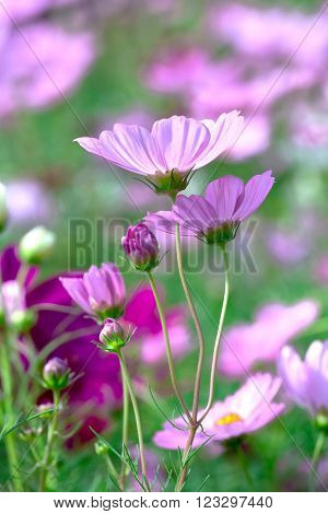 Cosmos Bipinnatus flowers in the garden with the flowers symbolize a happy family together in the beautiful garden and romance with father, mother and children under warm