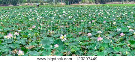 Lotus bloom fields countryside with white lotus pink blooming throughout the region, and a casual look awesome bike, this is the typical agricultural products of wetland Dong Thap, Vietnam, but also remember one away