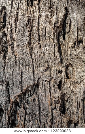 Closeup of pitted and weathered patterns on a palm tree trunk. Image taken in mid-afternoon for the harsh contrast.