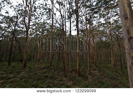 Margaret River Tourist Drive, Boranup Forest, Western Australia
