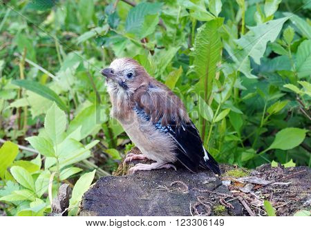 Nestling jays off from the nest sitting on a tree stump
** Note: Soft Focus at 100%, best at smaller sizes