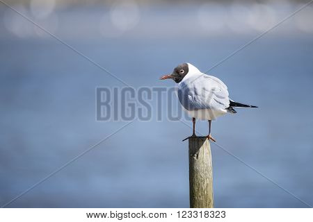 Beautiful Mediterranean Gull bird Icthyaetus Melanocephalus on pole
