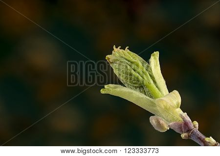 Tree branch with opening bud in early spring