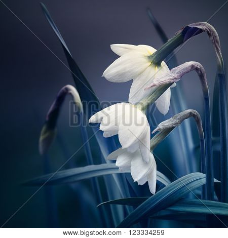 spring background with narcissus flowers low key