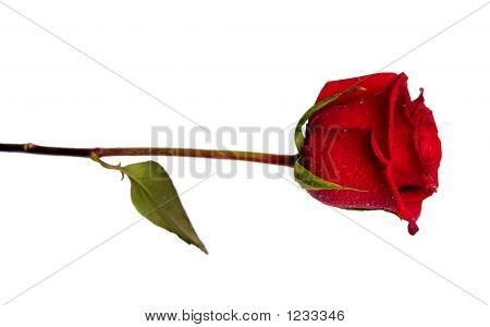 Rose für designer