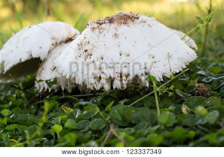 Photo of cute bedraggled mushroom on grass