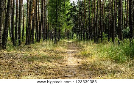 Alley footpath in the pine forest HDR effect