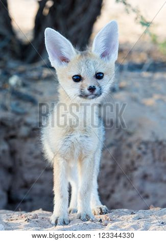 A young Cape fox standing in front of a hole in the ground.