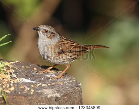 Close up of a Dunnock on a tree trunk