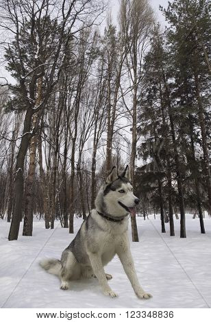 sitting dog breed Siberian Husky loves snow and forest