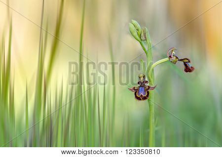 ophrys speculum. Wild Orchid isolated in the field
