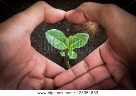 Photo of human hand cover small tree