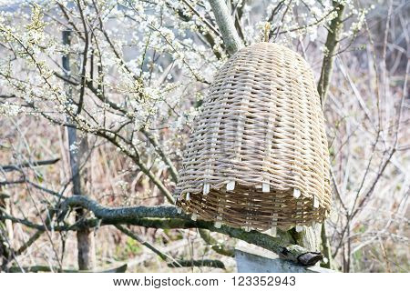 Handmade hive of bees to capture bee swarms in nature