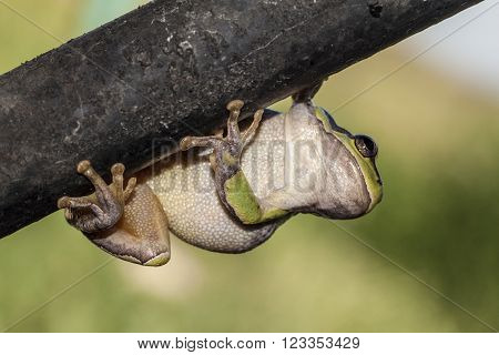 green frog hanging on a branch and looking down