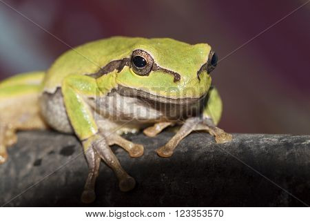 green frog sitting on a branch and looking ahead