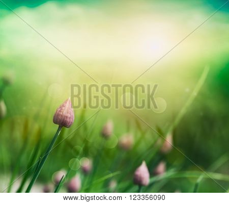 Fresh chives flower over colorful background. Spring or kground