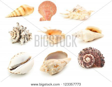 Sea Shells Isolated On A White, Collage
