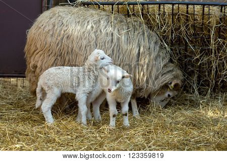 Sheep With Lamb On Rural Farm
