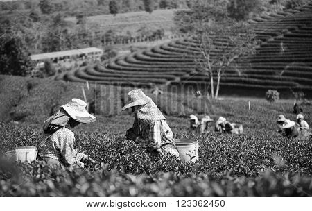 Workers collect tea leaves at Tea Collection Tea Plantation .