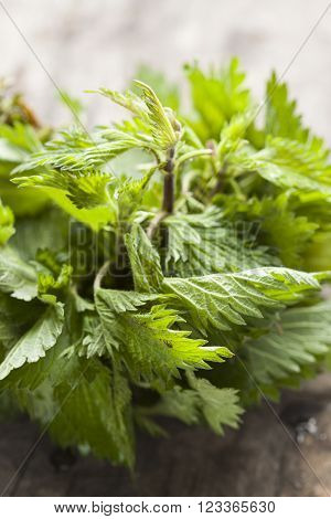 dead nettle, Lamium album on a background