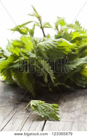 Deadnettle, Lamium Album On Background