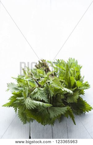 Deadnettle, Lamium Album On Background