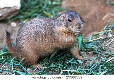 Full view of Black-tailed Prairie dog .
